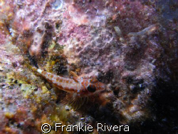 Triplefin Blenny, in Isabela Island, Galapagos by Frankie Rivera 